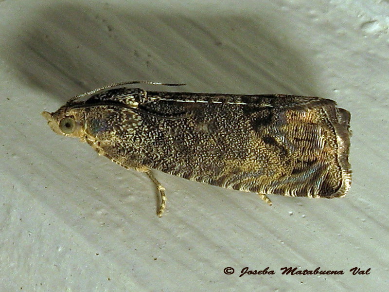 Tortricidae: Notocelia uddmanniana ?   No, Cydia splendana